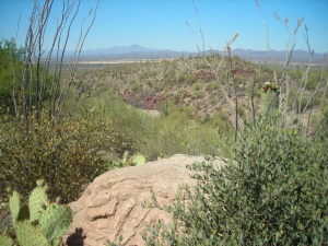 Saguaro National Park | Tuscon